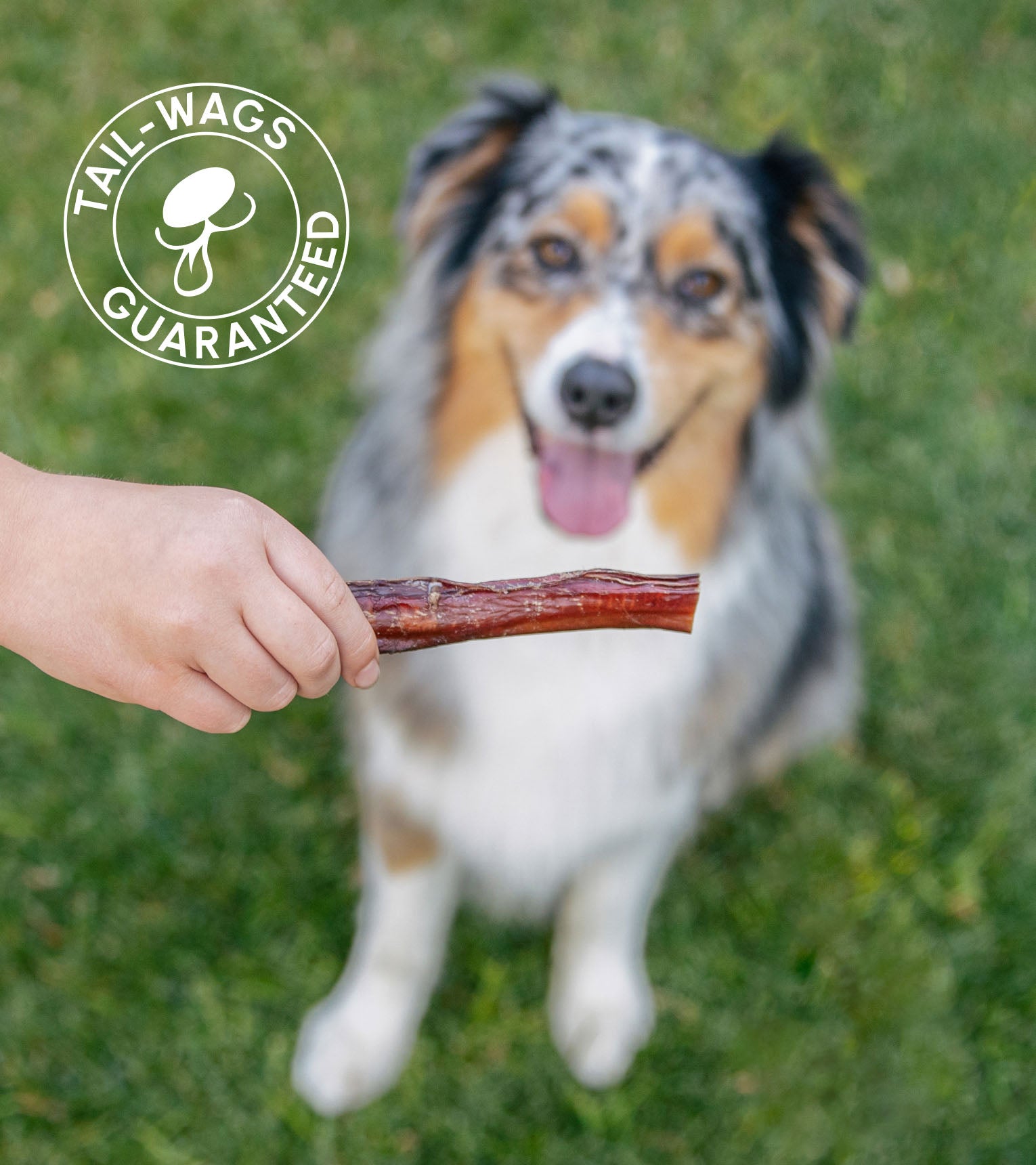 6" Bully Sticks - 100% Natural | No Chemical Additives