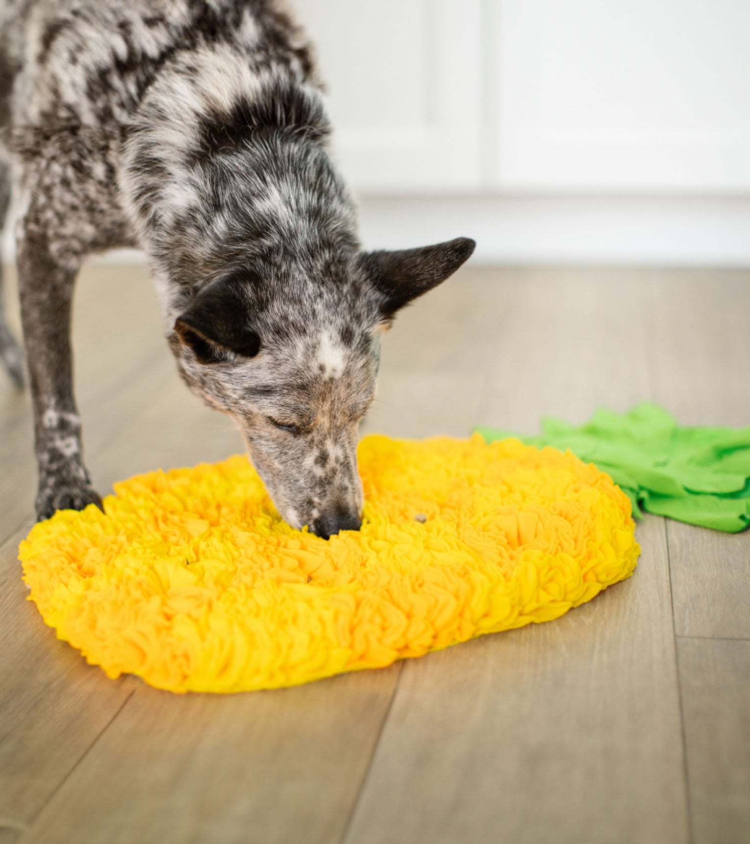 Pineapple bed for dogs best sale