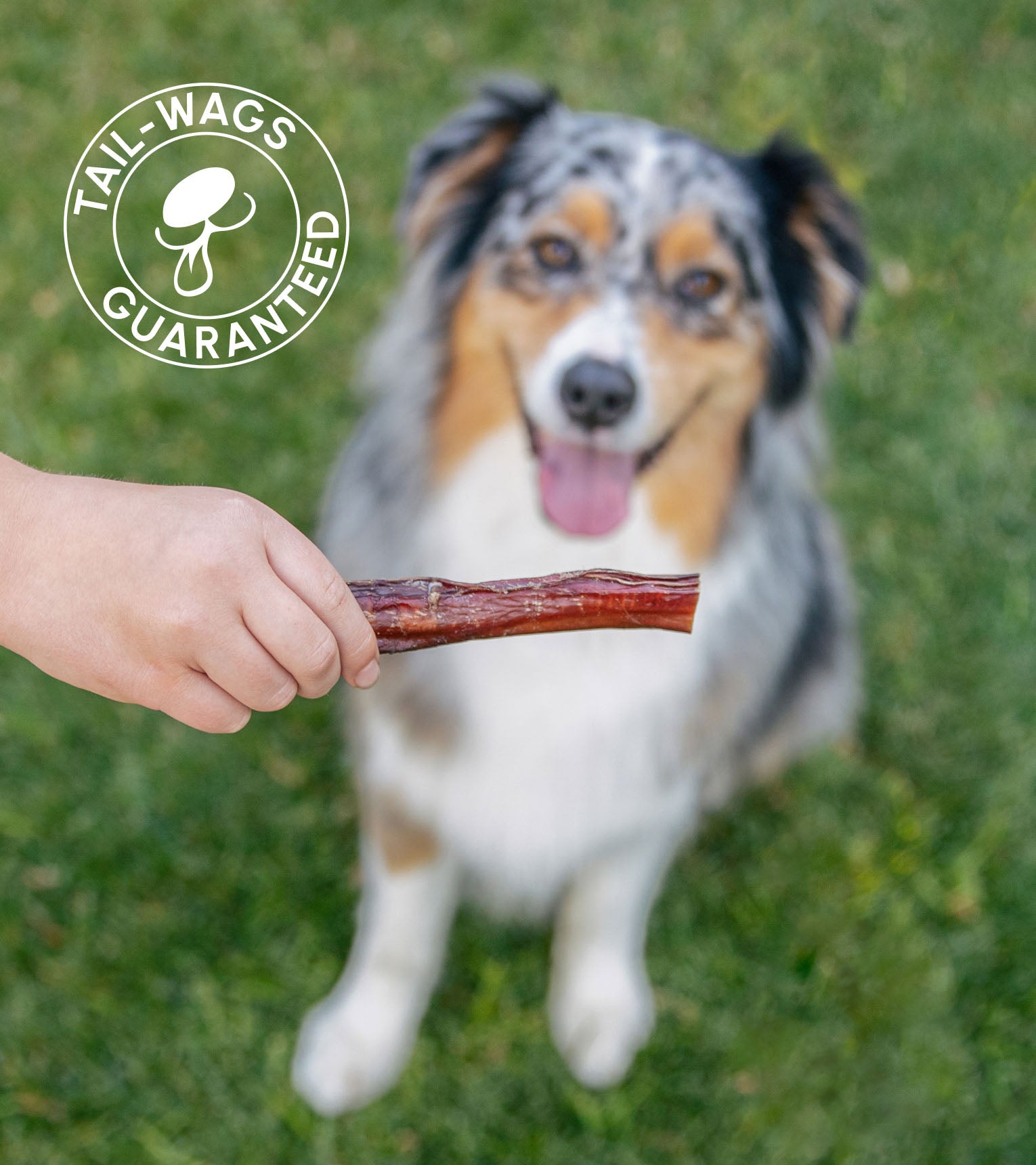 6" USA-Made Regular Bully Sticks