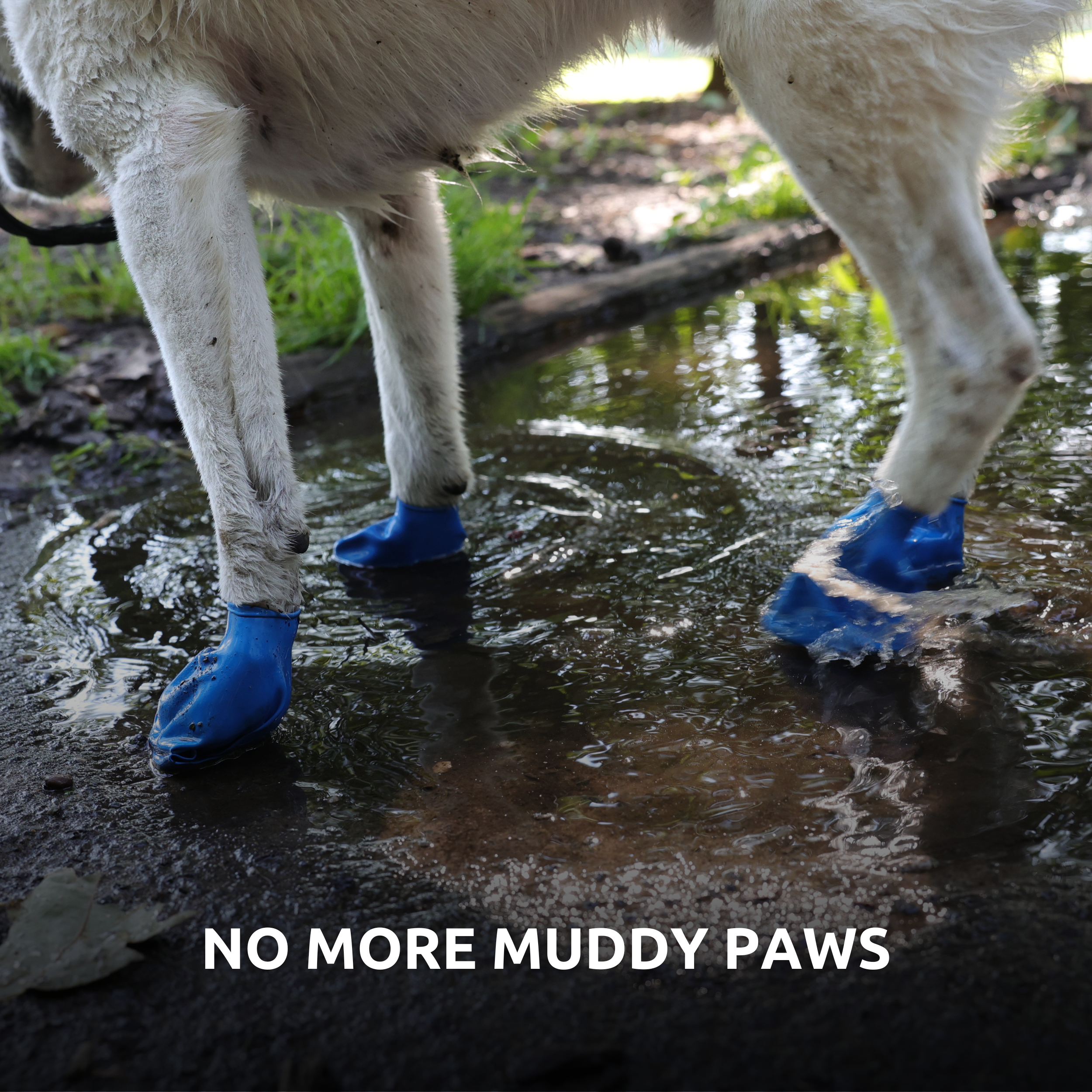 Full Paw Kit Bundle