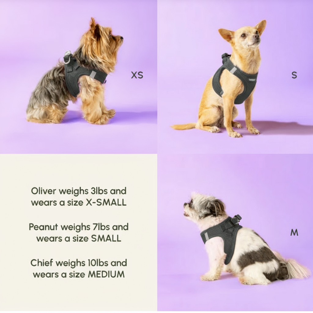 Charcoal harness sizing guide