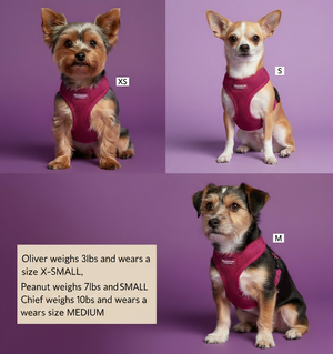 Deep magenta pink harness sizing guide - corrected text