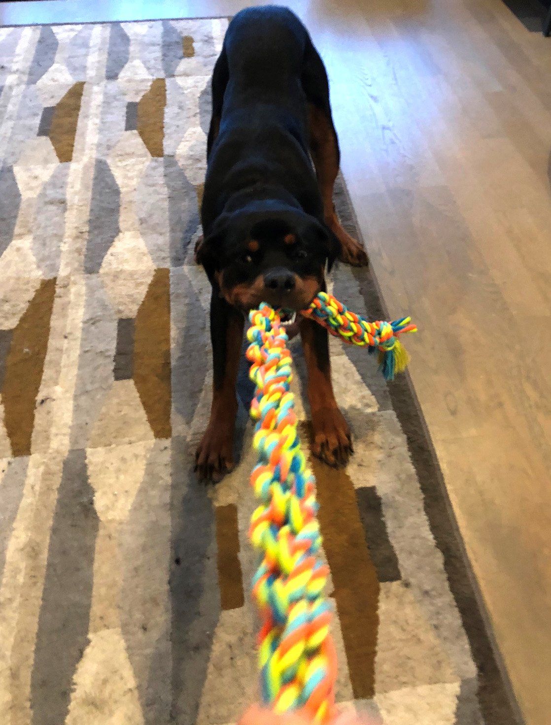 Monster (3 FT) Dog Rope Chew Tug Toy, Natural Cotton Rope, Safe Healthy Teeth, Multi-Colored Non-Toxic Dye, Large Tough Aggressive Chewer for All Small, Medium, and Large Dogs