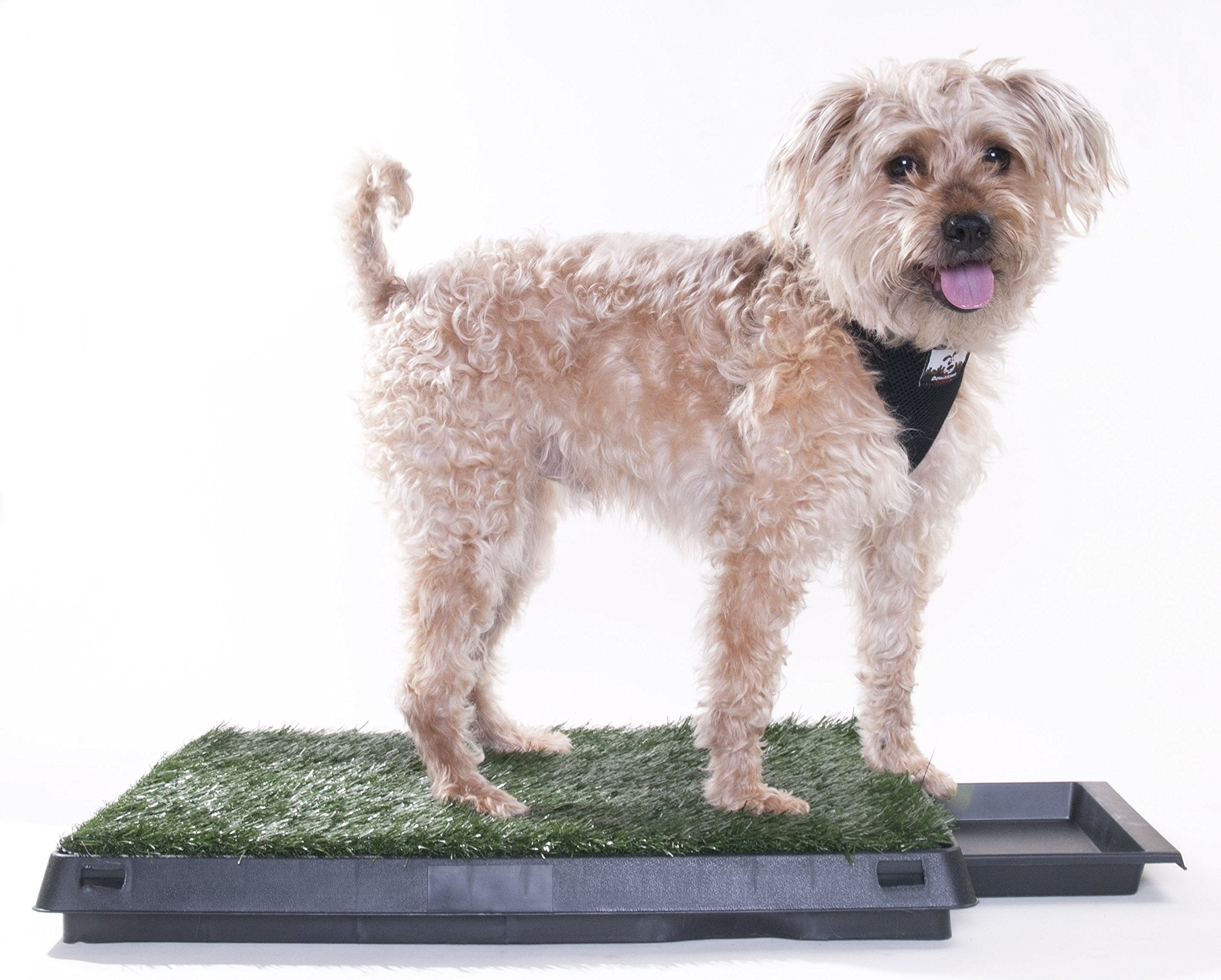 Dog pee outlet tray grass