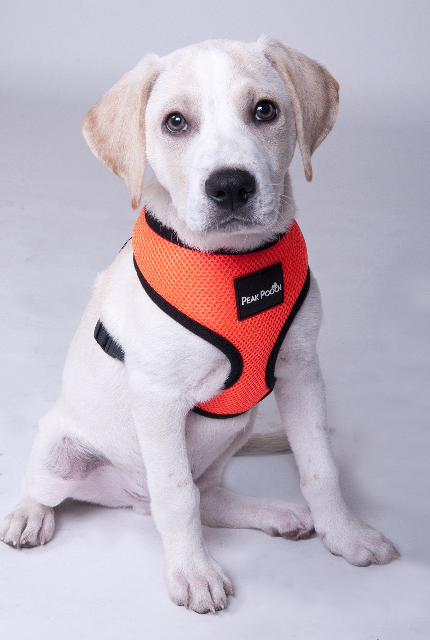 Peak Pooch Adjustable Soft Padded Dog Collar Red Large