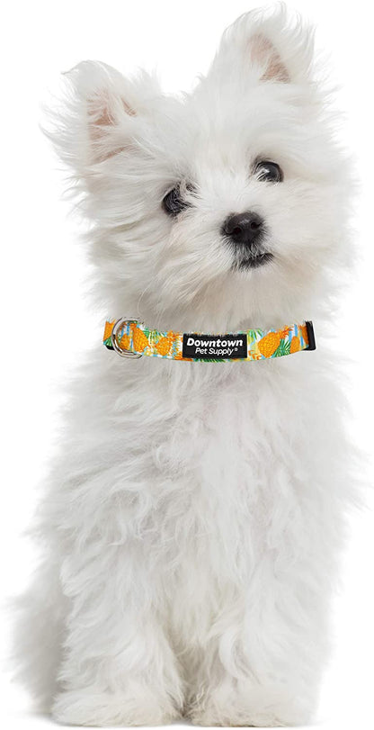 Dog Collar with Premium Nickel Plated D-ring - Multi-Size and Style