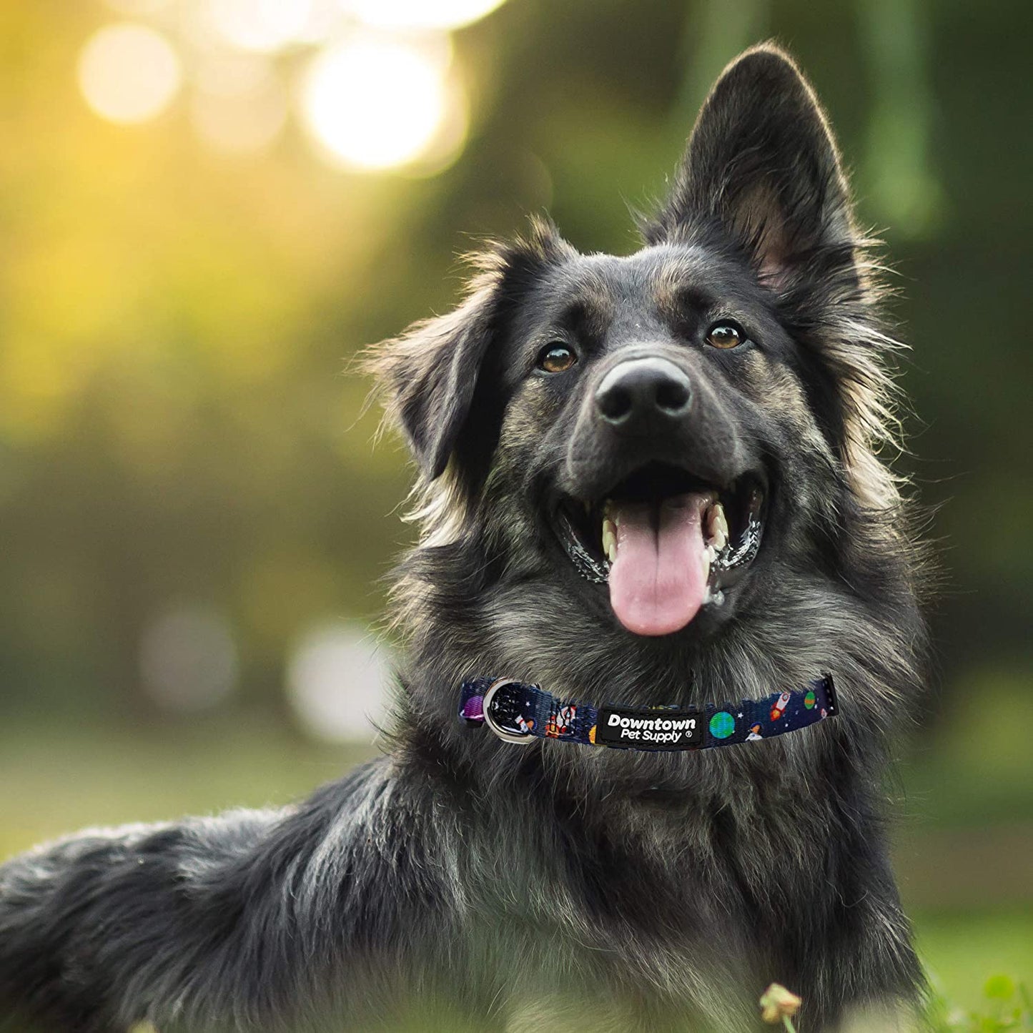 Dog Collar with Premium Nickel Plated D-ring - Multi-Size and Style