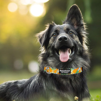 Dog Collar with Premium Nickel Plated D-ring - Multi-Size and Style