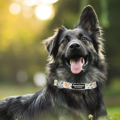 Dog Collar with Premium Nickel Plated D-ring - Multi-Size and Style