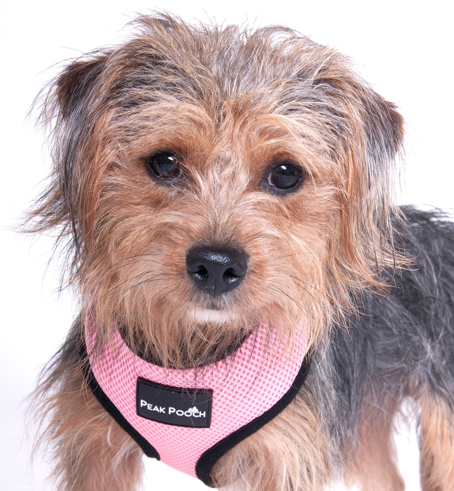 Peak Pooch Comfort Harness, Puppies, Small and Medium Dogs