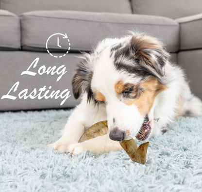 Long Lasting Horns for Dogs to Chew, Durable Lamb Horn Bone Treats for Dogs, Healthy Alternative to Water Bison, Buffalo, Elk, and Bull Horns by Downtown Pet Supply