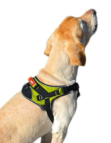 Adjustable Reflective Padded Dog Harness - Green Color