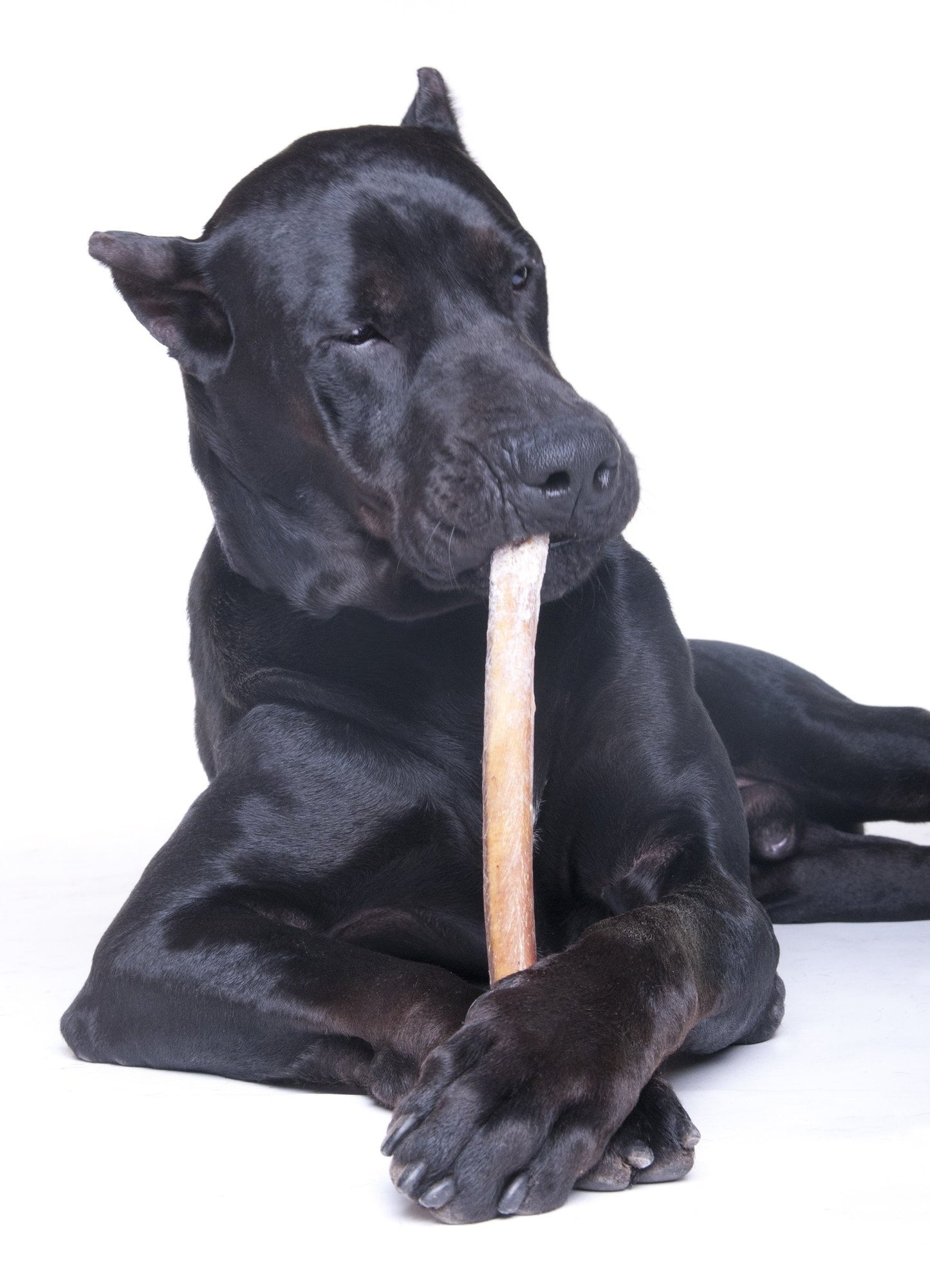 12 Inch Jumbo Bully Sticks, 100% Natural Dog Treat