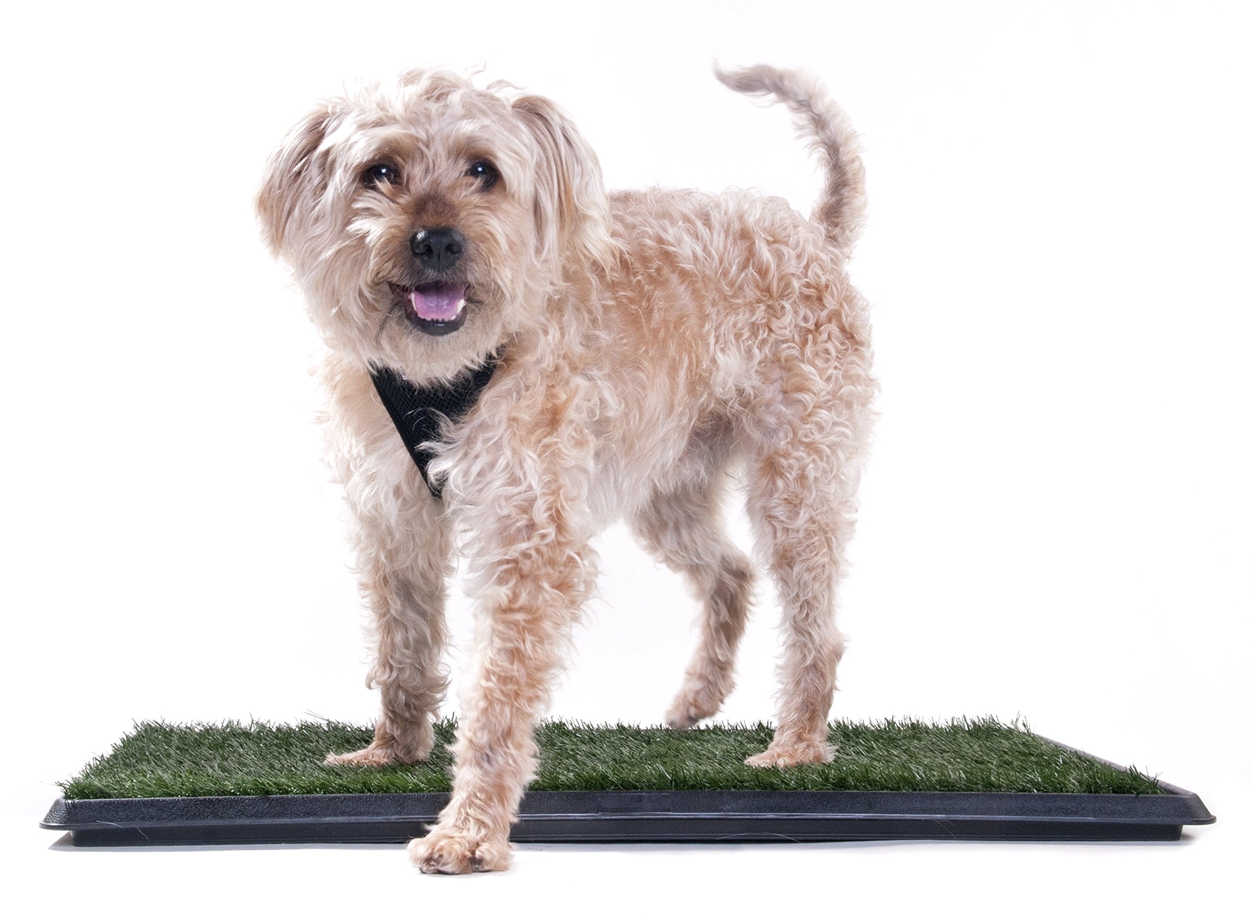 Dog wee clearance tray